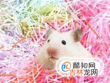 仓鼠金丝熊怎么养养金丝熊要注意什么?