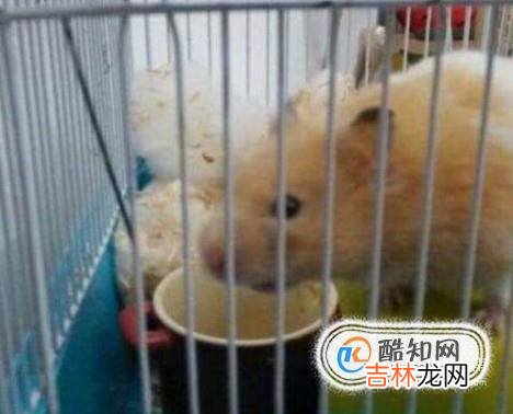 仓鼠金丝熊怎么养养金丝熊要注意什么?