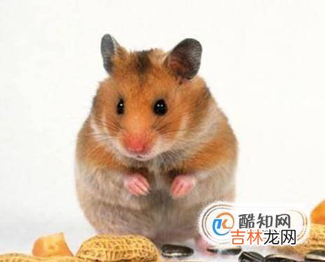 仓鼠金丝熊怎么养养金丝熊要注意什么?