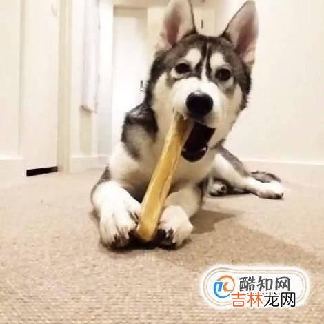 怎么区分哈士奇犬与阿拉斯加犬?