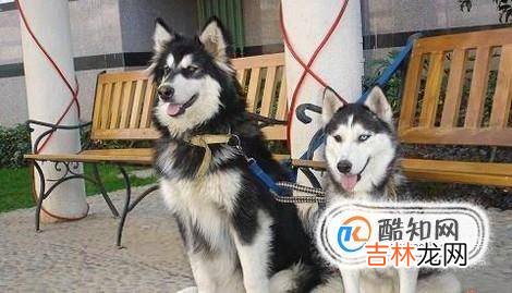 怎么区分哈士奇犬与阿拉斯加犬?