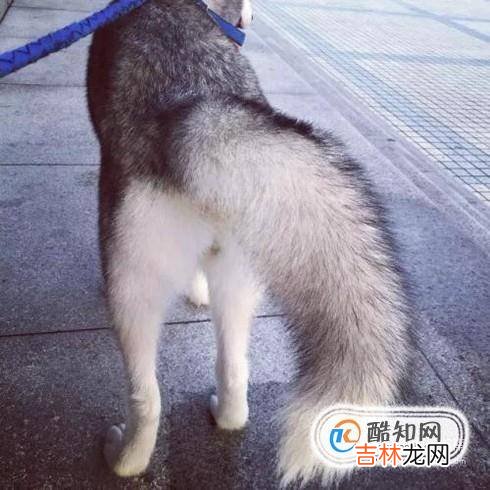 怎么区分哈士奇犬与阿拉斯加犬?