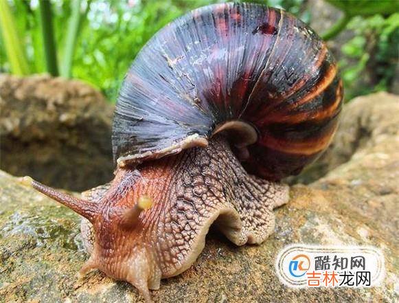 蜗牛的壳破了怎么办?