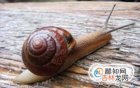 蜗牛的壳破了怎么办?