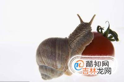 蜗牛的壳破了怎么办?