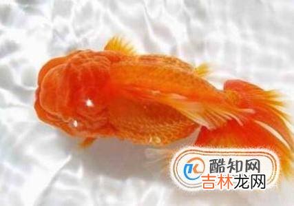 金鱼炸鳞怎么治?