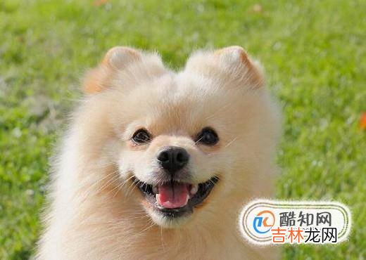 女生为什么不能养博美犬?