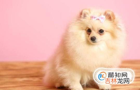 女生为什么不能养博美犬?