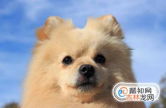 女生为什么不能养博美犬?