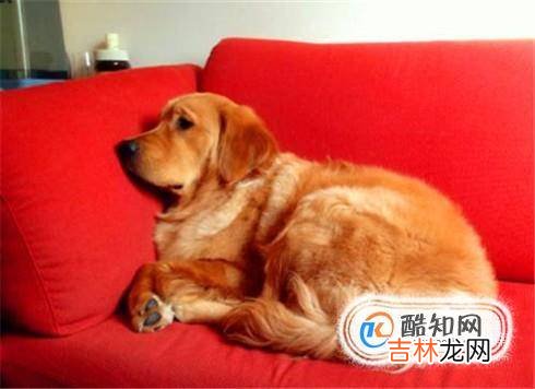 狗狗腹泻怎么办?