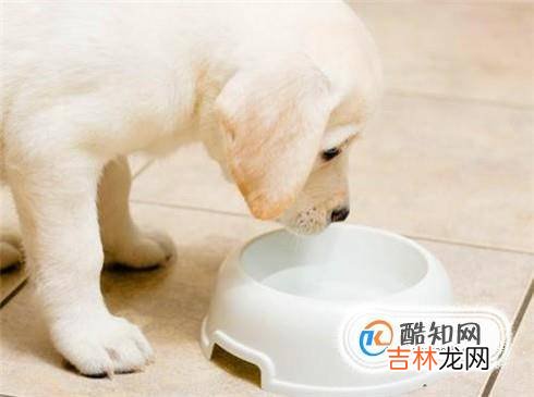 狗狗腹泻怎么办?