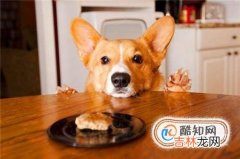 狗狗腹泻怎么办?