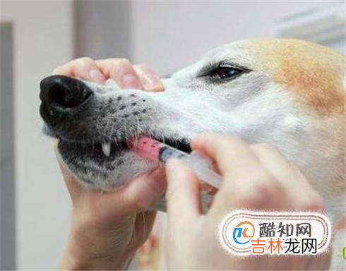 狗狗腹泻怎么办?
