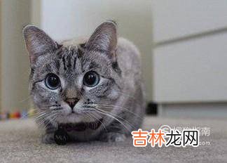 捡到小猫带回家应该怎么办?