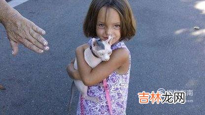 捡到小猫带回家应该怎么办?
