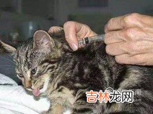 捡到小猫带回家应该怎么办?