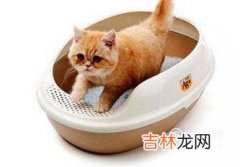 捡到小猫带回家应该怎么办?