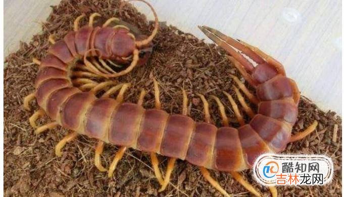 饲养宠物蜈蚣的八个注意事项?