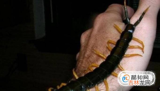 饲养宠物蜈蚣的八个注意事项?