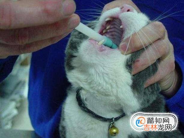 猫咪怎么驱虫?
