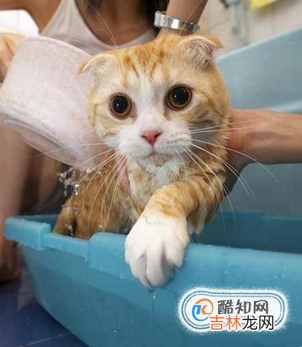 猫咪怎么驱虫?