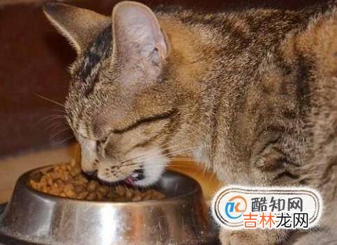 不同阶段的猫咪如何喂养?