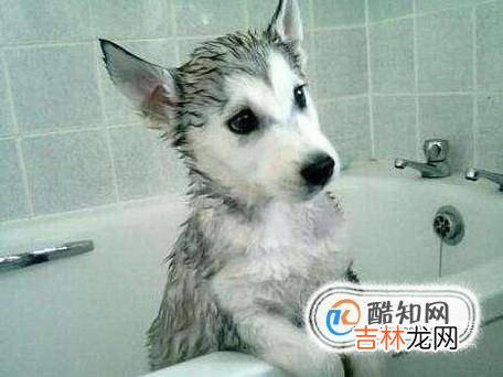 狗耳朵发炎的症状狗狗耳朵化脓阿莫西林?