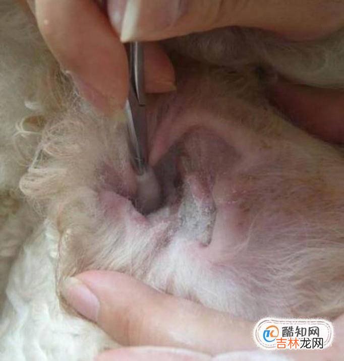 狗耳朵发炎的症状狗狗耳朵化脓阿莫西林?