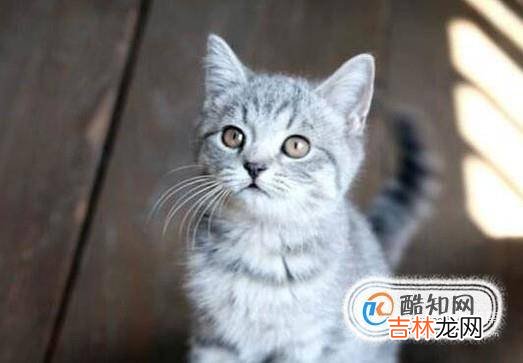 2个月猫怎么养?