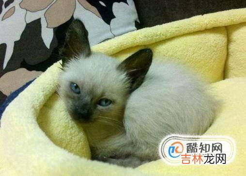 2个月猫怎么养?