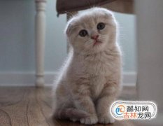 2个月猫怎么养?