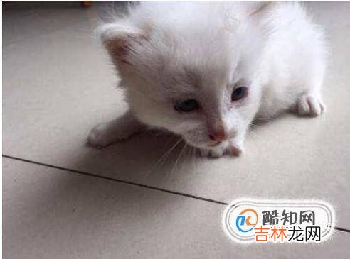 2个月猫怎么养?