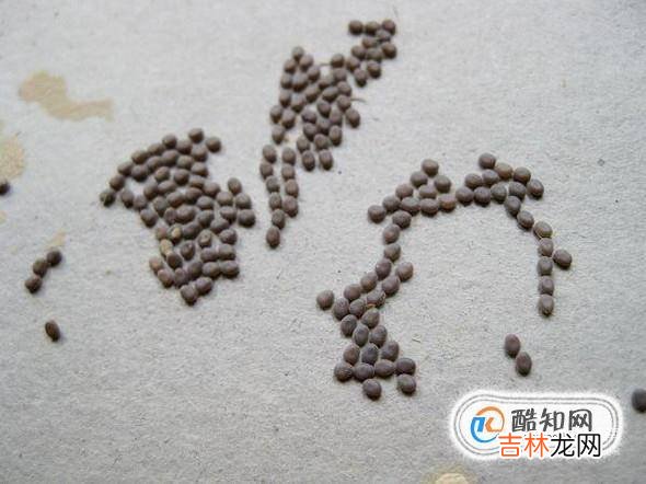 蚕破茧而出后怎么办?