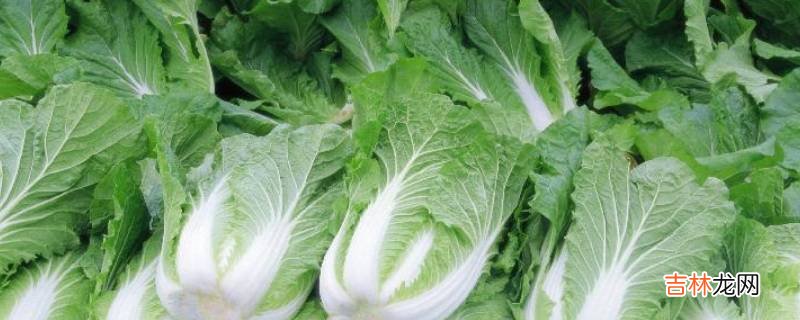 蔬菜名字有哪些