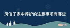 风信子家中养护的注意事项有哪些?