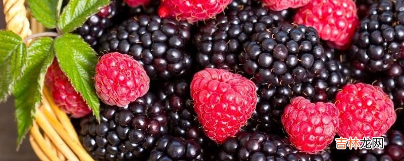 raspberry是什么水果