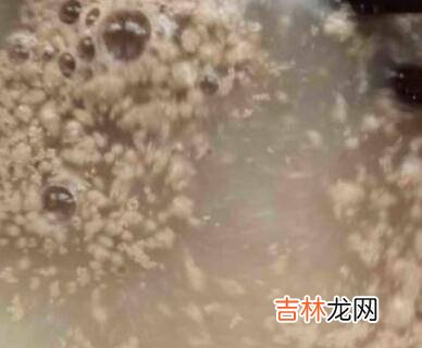 自发小麦粉怎么使用