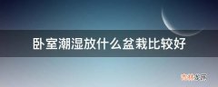 卧室潮湿放什么盆栽比较好?