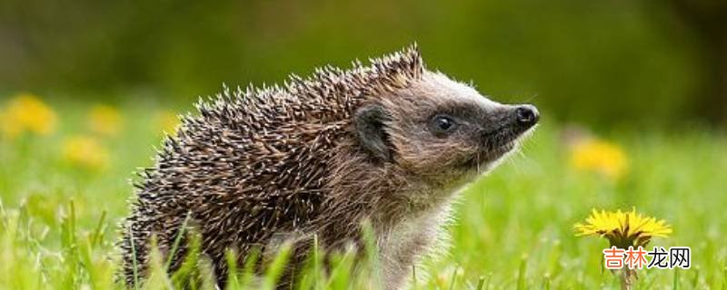 刺猬冬眠的方式是什么