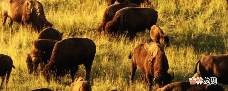 牛排骨高压锅压多久