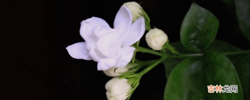 茉莉和柠檬能一起泡茶吗