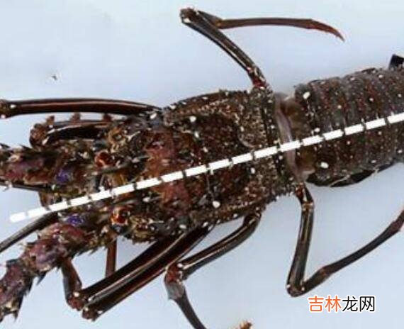 大龙虾怎么洗简单又干净
