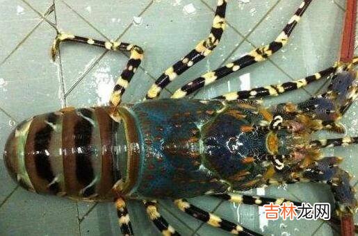 大龙虾怎么洗简单又干净
