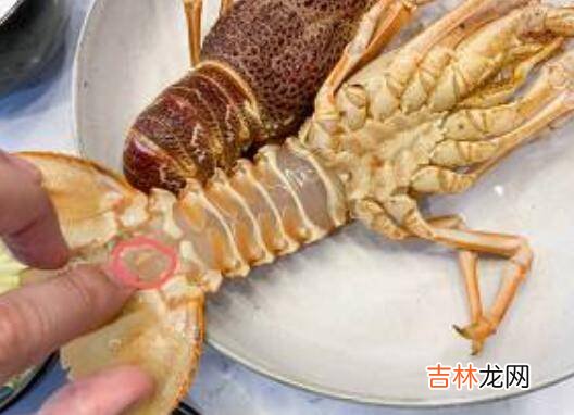 大龙虾怎么洗简单又干净