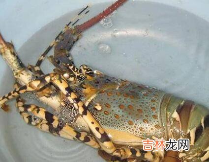 大龙虾怎么洗简单又干净