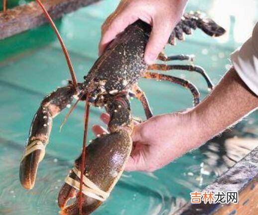 大龙虾怎么洗简单又干净