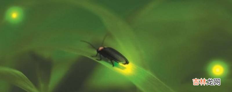 萤火虫夜间活动靠什么