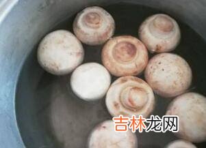 油蘑菇怎么洗