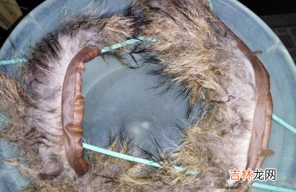 狐狸毛領怎麽清洗