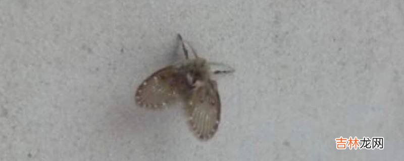 小飞虫怎么消灭